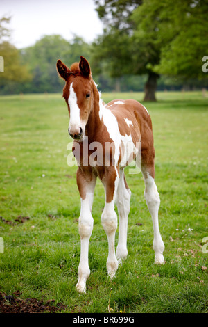 chevaux champ mousse mère mare herbe cheval Banque D'Images