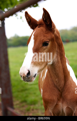 chevaux champ mousse mère mare herbe cheval Banque D'Images