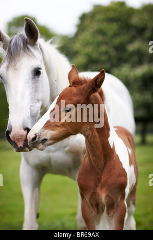 chevaux champ mousse mère mare herbe cheval Banque D'Images