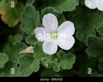 Heronsbill ou Storksbill, Erodium corsicum 'Album', Géraniacées, Corse et Sardaigne, en Europe Banque D'Images