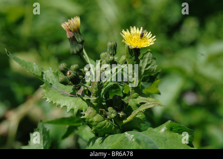 Le laiteron lisse (Sonchus oleraceus), fleurs et bourgeons formant seedheads Banque D'Images