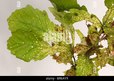 Le phylloxéra le phylloxéra (feuille de chêne glabra) dommages aux feuilles de chêne Banque D'Images