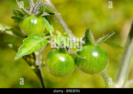 Tomates cerises non affinés. Banque D'Images