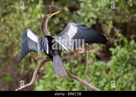 Anhinga Ailes de séchage Banque D'Images