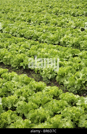 La laitue cultivée à Cerro Punta champs, province de Chiriqui, République du Panama. Ce sont des exploitations rurales. Banque D'Images