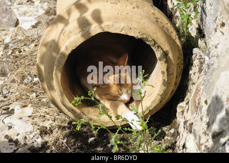 Un chat de gingembre dans un pot de cheminée désaffectée reposant au soleil Banque D'Images