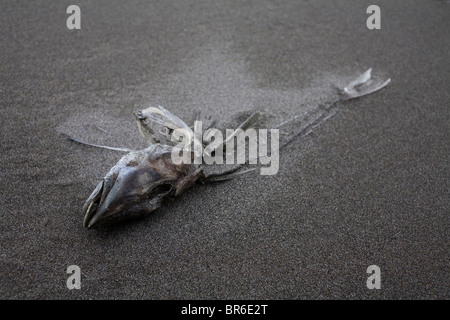 Un poisson mort sur Raukumara Beach, en Nouvelle-Zélande. Banque D'Images