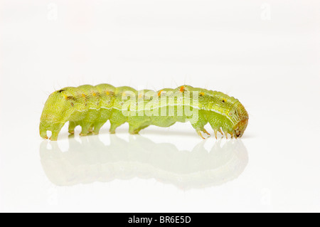 Caterpillar vert sur blanc ; la larve de chou (Mamestra brassicae) Banque D'Images