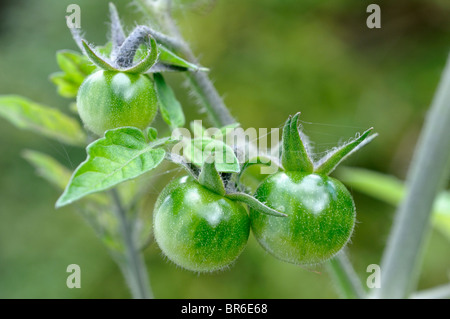 Tomates cerises non affinés. Banque D'Images