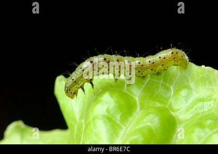 La larve de chou (Mamestra brassicae) sur feuille de laitue Banque D'Images