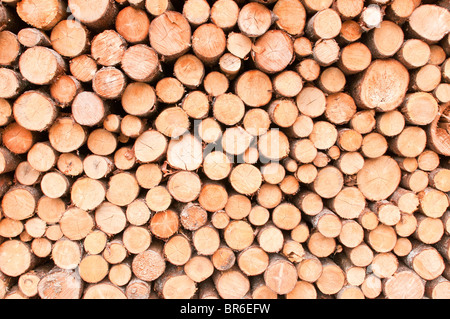 Couper du bois de velours, de Clarenville, Terre-Neuve, Canada Banque D'Images