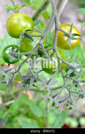 Tomates cerises non affinés. Banque D'Images