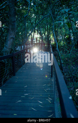 La demande par les mangroves à Palm Cove, Queensland Banque D'Images
