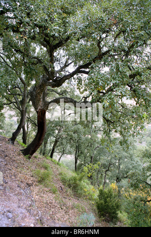 Tress liège forêt en arrière-plan, l'Espagne Castellon Espadan Banque D'Images