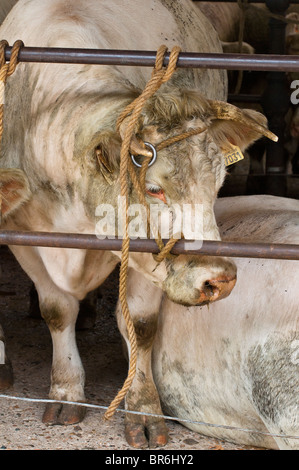 Charolais étroitement lié pendant un marché de bétail. Banque D'Images