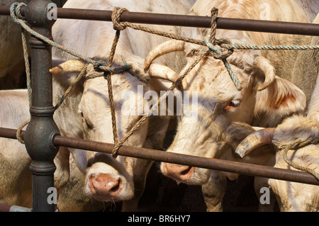 Charolais étroitement lié pendant un marché de bétail. Banque D'Images