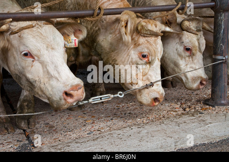 Charolais étroitement lié pendant un marché de bétail. Banque D'Images