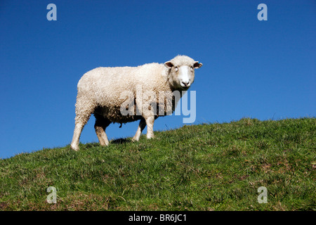 Les moutons Banque D'Images