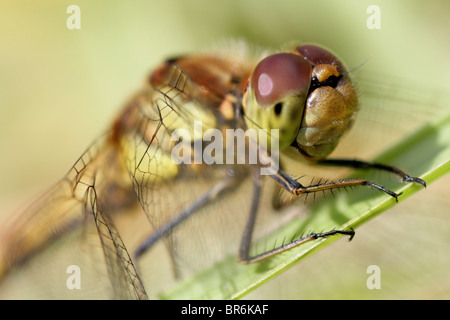 Plan macro sur une femme Libellule Sympetrum striolatum (dard). Banque D'Images