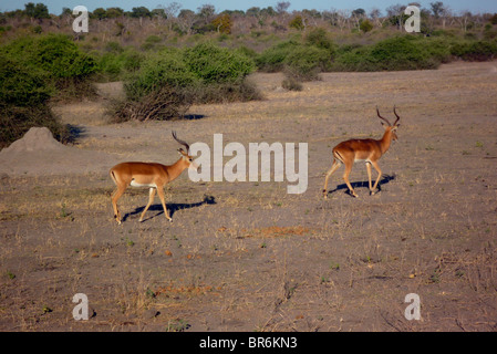 Deux jeunes hommes dans l'Impala, le Botswana Chobe game reserve Banque D'Images