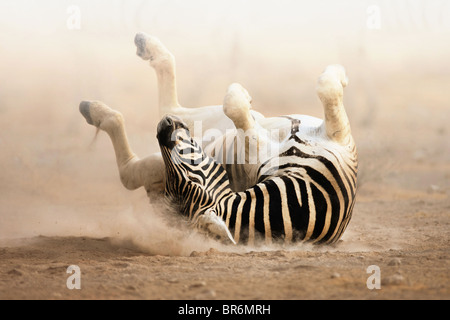 Zebra roulant sur le sable poussiéreux tôt le matin ; le parc d'Etosha Banque D'Images