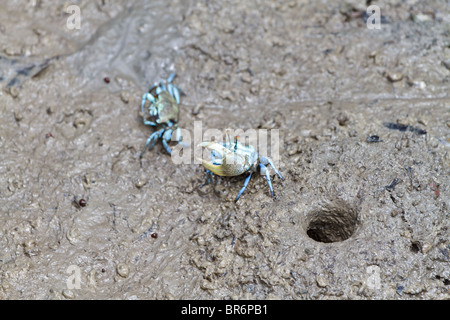 Crabe violoniste dans les mangroves, homme à côté de son approche d'un terrier femelle à proximité. Uca forcipata probablement. Banque D'Images