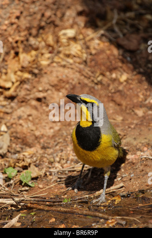 Un (Telophorus zeylonus Bokmakierie), une espèce migratrice, en Namibie Banque D'Images