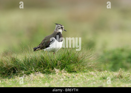 Le vanneau sociable (Vanellus vanellus) sur l'herbe couverte de rosée moor Banque D'Images