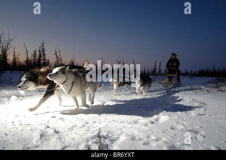 Les chiens de traîneau / chiens (Canis familiaris) Traîneau tirant au Manitoba, Canada Banque D'Images