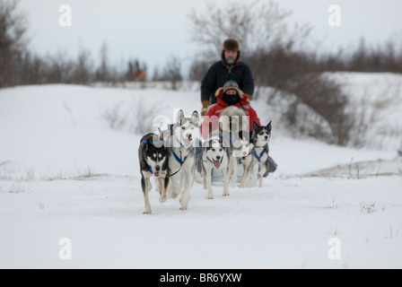 Team de chiens de traîneau / chiens (Canis familiaris) Traîneau tirant au Manitoba, Canada Banque D'Images