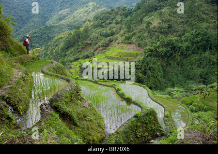 L'homme face à des nouvelles rizières (Oryza sp.), les terrasses de riz de Banaue, Philippines. Site du patrimoine mondial de l'UNESCO Banque D'Images