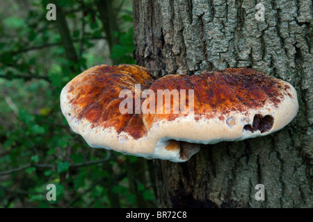 L'Inonotus Hispidus Champignon Banque D'Images