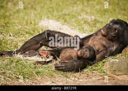 Les bonobos (pan paniscus) - la mère et le bébé bonobo couché, relaxant, avec eye contac - août, le zoo de Planckendael, Belgique, Europe Banque D'Images