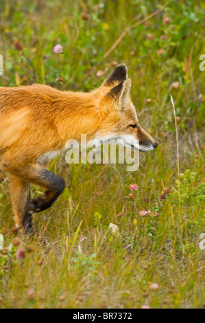 Une vue latérale close up portrait of a wild red fox la traque à travers un pré herbeux. Banque D'Images