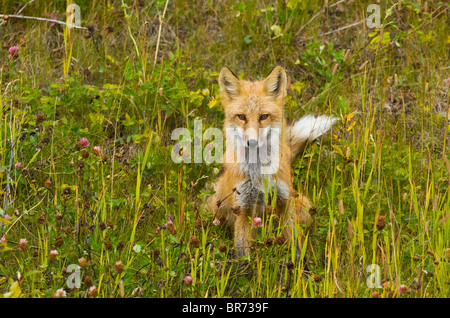 Un jeune renard assis dans l'herbe haute à l'avant. Banque D'Images