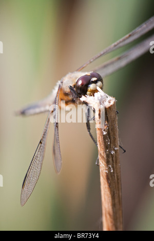 Plan macro sur une libellule Chaser Spotted quatre (Libellula quadrimaculata). Banque D'Images