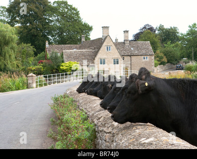 Une ligne de taureaux à plus d'un mur en pierre des Cotswolds à Fairford, Cotswolds, en Angleterre, UK. Banque D'Images