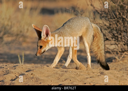 Cape Fox (Vulpes chama) en face de burrow, Kgalagadi Transfrontier Park, Afrique du Sud Banque D'Images