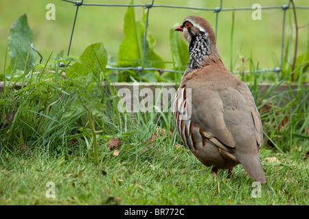 Red-legged Partridge Alectoris rufa - Banque D'Images