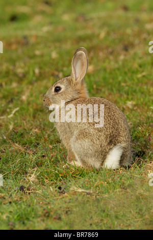 Lapin sauvage (Oryctolagus cuniculus) assis sur les herbages Banque D'Images