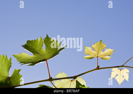 Les feuilles de vigne sur ciel bleu Banque D'Images