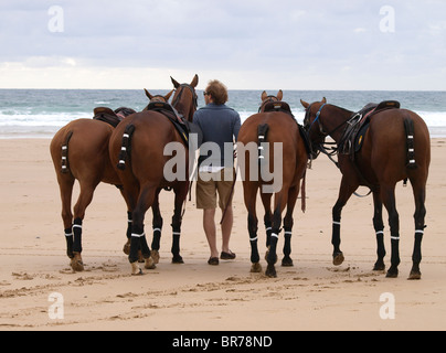 Poneys de Polo étant exercée sur la plage, baie de Watergate, Newquay, Cornwall, UK Banque D'Images