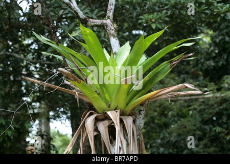 Plante parasite sur une branche d'un arbre au Parc National de Soberania, province de Panama, Panama Banque D'Images