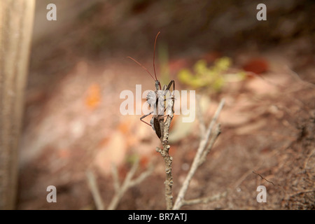 Close up d'wheelbug Arilus cristatus), (ou d'assassin bug, assis sur une fleur Banque D'Images