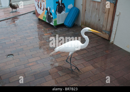 Cigogne blanche sur le quai à St Petersburg, Floride, USA Banque D'Images