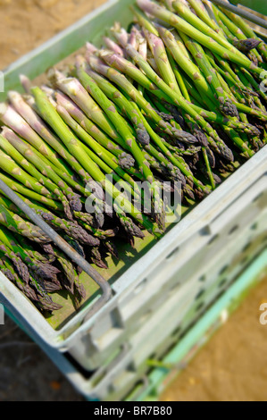 Asperges fraîches juste pris dans un champ d'asperges Banque D'Images