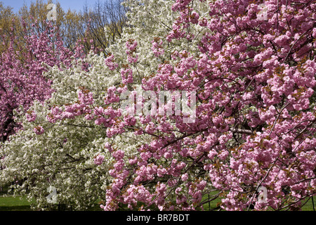 Les arbres en fleurs au printemps, Central Park, NYC Banque D'Images