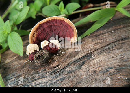 Les champignons vu sur le bois en décomposition dans les forêts tropicales de Panama. Banque D'Images