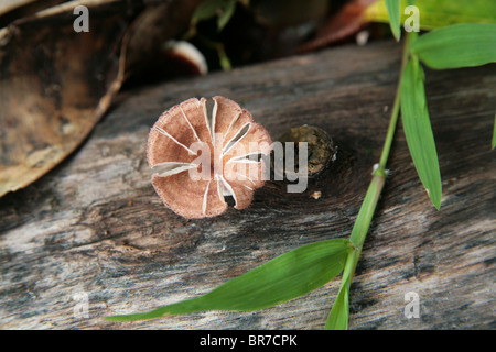 Les champignons vu sur le bois en décomposition dans les forêts tropicales de Panama. Banque D'Images