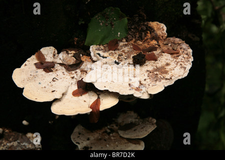 Les champignons vu sur le bois en décomposition dans les forêts tropicales de Panama. Banque D'Images